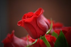 La petite rose